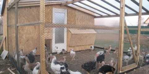 Napravite sami okvir za kokošinjac: upute korak po korak