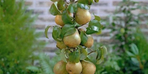 Patuljasta kruška - sadnja i njega