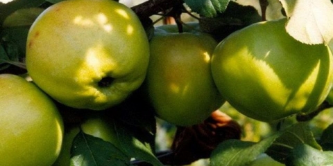 Patuljasto stablo jabuke bratchud (brat divnog): opis, sadnja, fotografije i recenzije