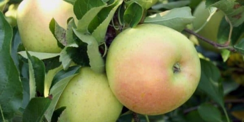 Patuljasto stablo jabuke divno: karakteristike uzgoja i njege