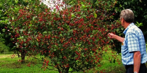 Patuljasta trešnja zimski šipak: opis sorte, recenzije, fotografije