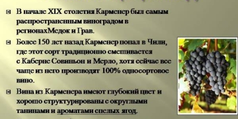 Carménère je klasična tehnička sorta grožđa