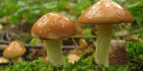 Krompir sa puterom, prženi u tiganju: recepti za kuhanje sa svježim, smrznutim, kuhanim gljivama