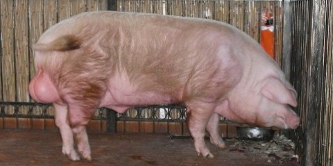 Kastracija prasadi (svinja) uradi sam