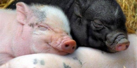 Kastracija prasadi kod kuće