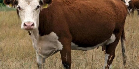 Kazahstanska beloglava pasmina krava (karakteristike)