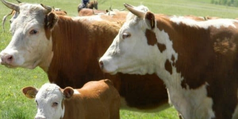 Kazahstanska pasmina krava - karakteristike beloglavih goveda i recenzije