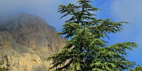 Deodar kedar (himalajski)