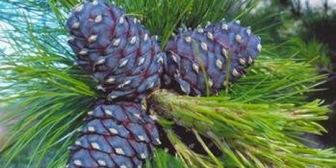 Evropski kedar (kedar bor)