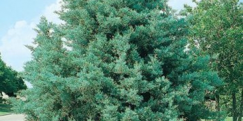 Arizonski čempres: fotografija i opis