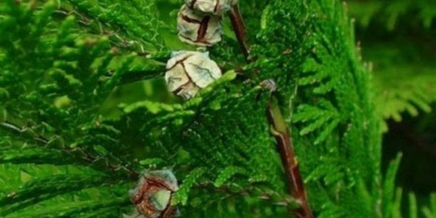 Čempres: filifera nana, sangold, baby blue, bulevar