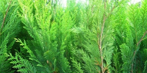 Lavsonov čempres: zlatno čudo, zvjezdana prašina, aluminijumsko zlato, bijela mrlja