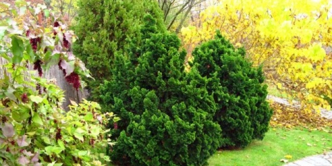 Cypress nana gracilis, tatsumi gold, aurora, rashahib