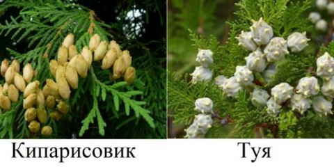 Čempres u pejzažnom dizajnu: fotografije i sorte