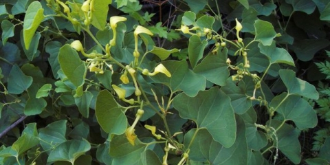 Kirkazon obični (klematoidni): fotografija i opis