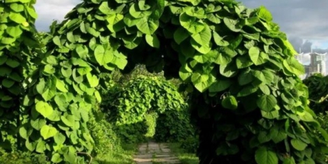 Kirkazon cjevasti (veliki listovi): sadnja i njega, fotografija