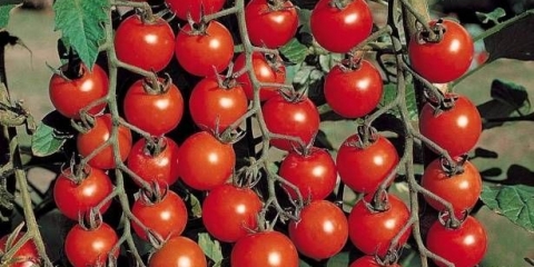 Karpalne sorte paradajza za plastenike