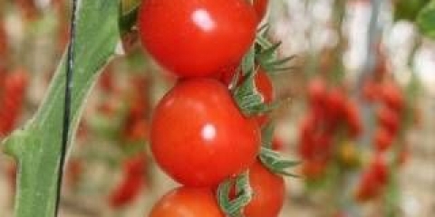 Ručni paradajz: najbolje sorte + fotografija