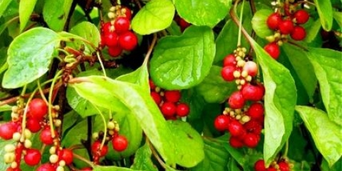 Kineska limunska trava: korisna svojstva i kontraindikacije