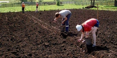 Kineski način uzgoja krompira