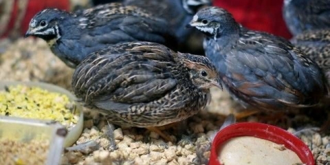 Kineske oslikane prepelice: držanje i uzgoj