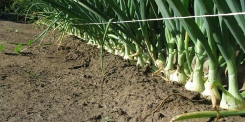 Kineski način sadnje luka češljem: video, recenzije vrtlara