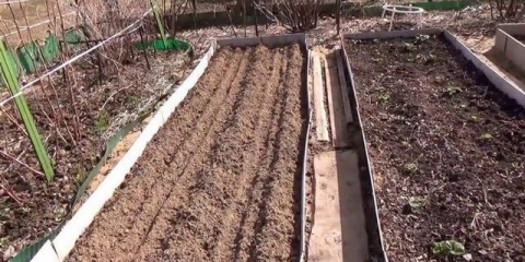 Kineski način sadnje luka