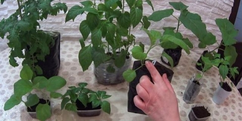 Kineski način uzgoja rasada paradajza