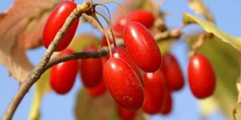 Dren za dijabetičare