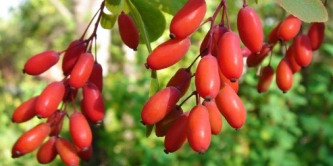 Kost drena: korisna svojstva i kontraindikacije