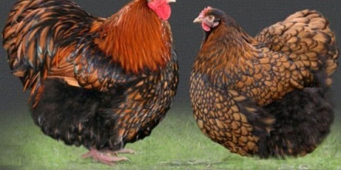 Klasična rasa pilića od mesa i jaja iz engleske orpington