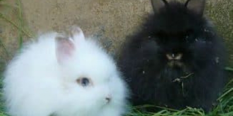 Klasifikacija pasmina kunića