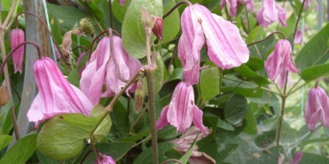 Clematis alenushka: fotografija i opis, njega, recenzije