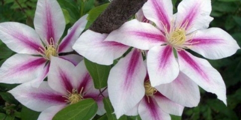 Clematis andromeda: fotografija, sadnja, obrezivanje, recenzije