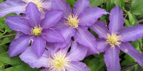 Clematis anna njemački: fotografija i opis