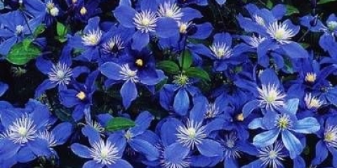 Clematis arabella: sadnja i njega