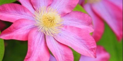 Clematis asao: fotografija i opis, uslovi uzgoja