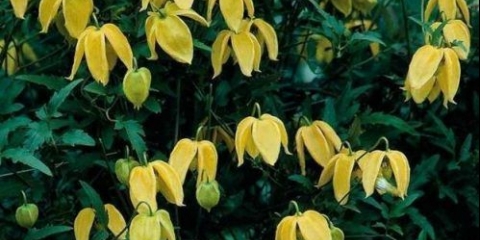 Clematis botanički račun mackenzie: fotografija, opis, recenzije