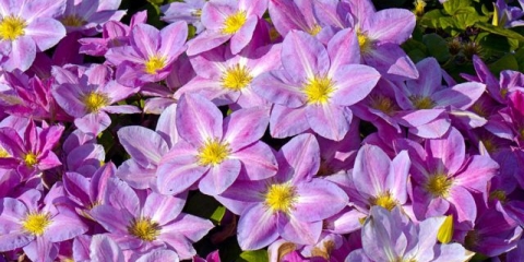 Clematis promjena srca: recenzije i fotografije, opis