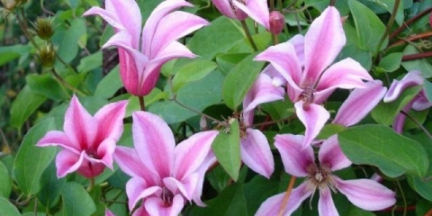 Clematis daches of albany: fotografija i opis