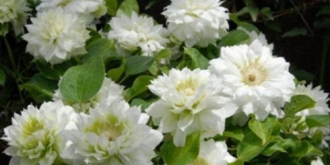 Clematis daches of edinburgh: fotografija i opis