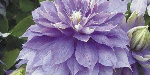 Clematis dijamantska kugla: recenzije, karakteristike uzgoja, fotografije