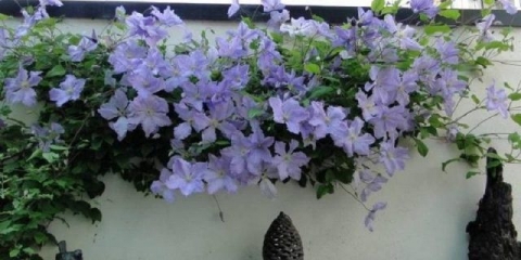 Clematis plavi anđeo: fotografija i opis, recenzije