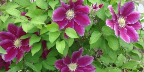 Clematis hania: opis, njega, reprodukcija, fotografija