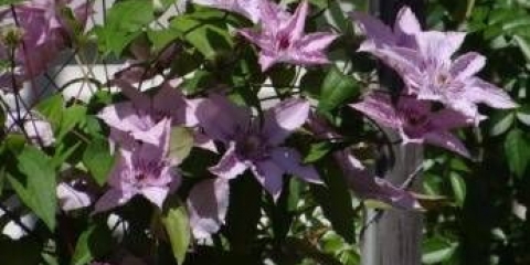 Clematis hegley hibrid