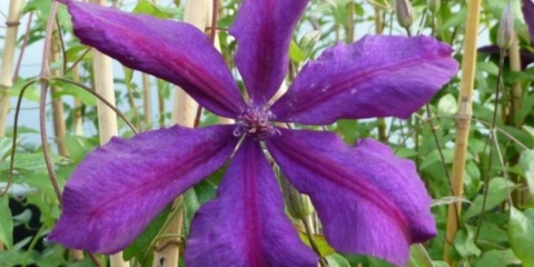 Clematis honora: opis sorte i recenzije