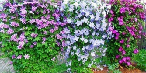 Clematis nevino rumenilo: fotografija i opis, njega