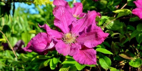 Clematis ernest markham