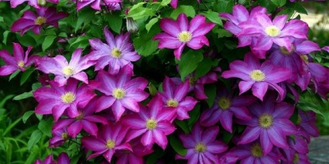 Clematis kakio: opis, grupa za obrezivanje, njega, fotografija