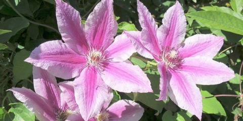 Clematis carnabi: fotografija i opis, grupa za obrezivanje, njega